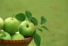 China best fresh green apple prices