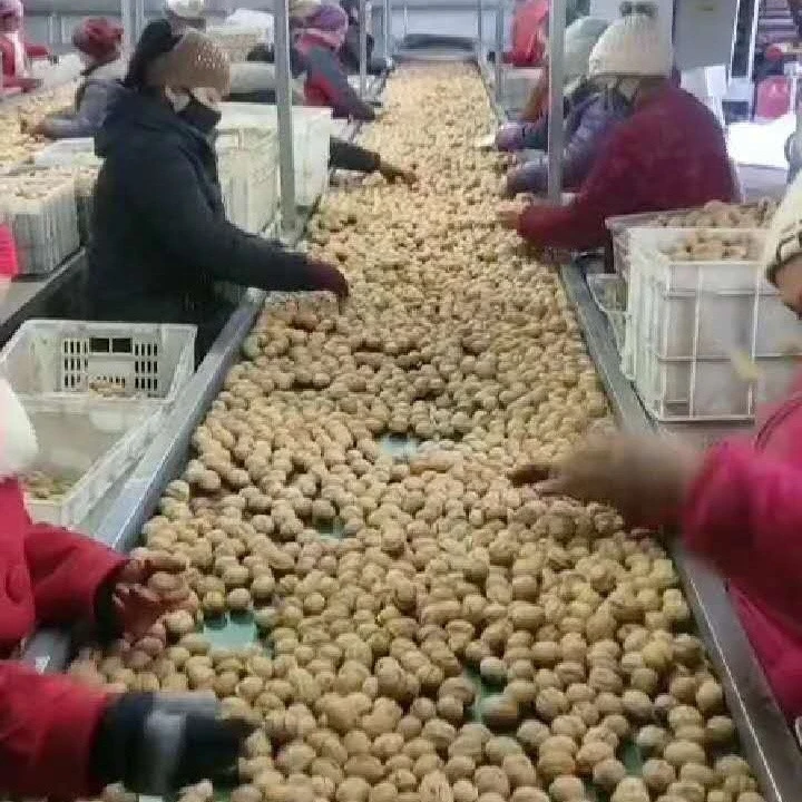 China Best Quality Wholesale Price Walnut