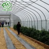 China manufacture tunnel double layer plastic greenhouse for roses seeding