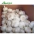 Import chinese fresh white garlic price from China