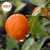 Import Citrus Fruits/Mandarin Orange/Fresh Orange/List of Yellow Fruits from Pakistan