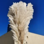 Decorative Flowers That Dried Large Fluffy Pampas Grass for Home Decoration