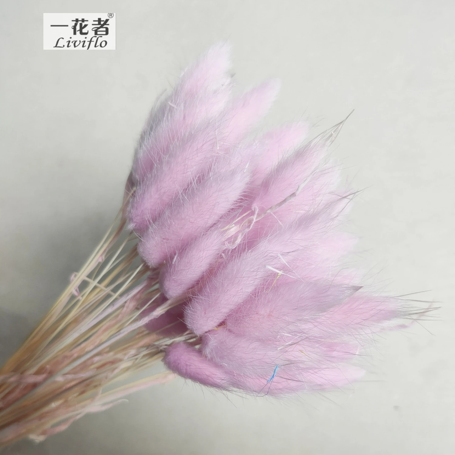 dried lagurus ovatus bunny rabbit tail grass preserved forever flowers