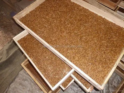 DRIED MEALWORMS