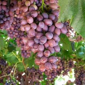 EGYPTIAN FRESH GRAPES ready to export for Istanbul Turkey air port