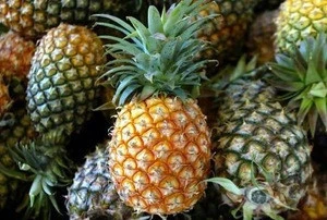 Export Oriented Good Quality Farm Fresh Pineapple