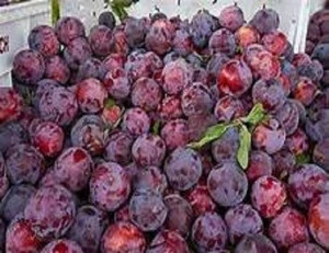Extra Quality Santa Rosa Plums For Sale