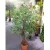 Import Factory Wholesale evergreen artificial plants plastic olive tree for indoor decoration for Lobby Home mall hotel Decoration from China