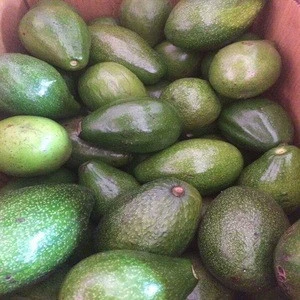 Farm Fresh Avocado