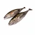 Import Fengsheng Seafood Exporter Purse Seine Protein Rich Frozen Yellowfin Tuna Fish from China