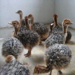 Fertilized Ostrich Eggs and Ostrich Chicks for sales