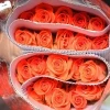 First Class Orange Roses fresh cut flower for Weddings,Valentines Day,Decorate house
