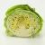 Import Fresh Cabbage International Market Price , Export Quality from South Africa