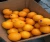Import Fresh Citrus Fruits (Orange, Mandarin, Clementine) from Philippines
