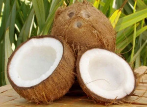 Fresh Coconut for sale