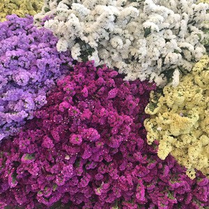 Fresh cut flower Purple color from flowers base statice flower