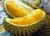 Import Fresh Durian Fruits from Thailand