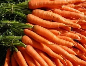 fresh egyptian carrot high quality (A)