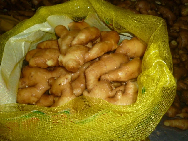 Fresh ginger in mesh bag pack fresh vegetables
