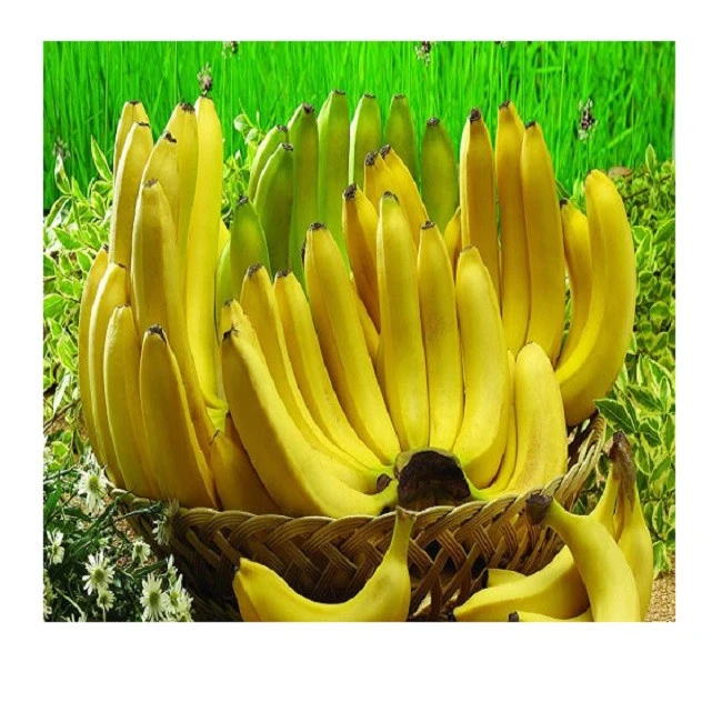 Fresh Long Green Cavendish Banana Exporters In VIETNAM