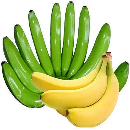 Fresh Natural Cavendish Banana Premium Quality