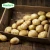 Fresh potato export overseas to produce potato chips
