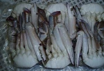 Frozen Crab