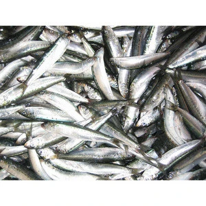 Frozen Sardine Fish 50-80g With Good Price