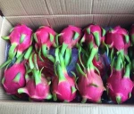 GOOD QUALITY DRAGON FRUIT  FRESH  WITH CHEAP PRICE
