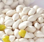 Good Quality Ginkgo Nuts for Sale