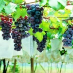 Gutter Connected Multi-Span Poly Greenhouse for Grape production