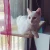 Import Hanging pet window sill single layer cat sleeping bag cat suction cup cat hammock bed from China