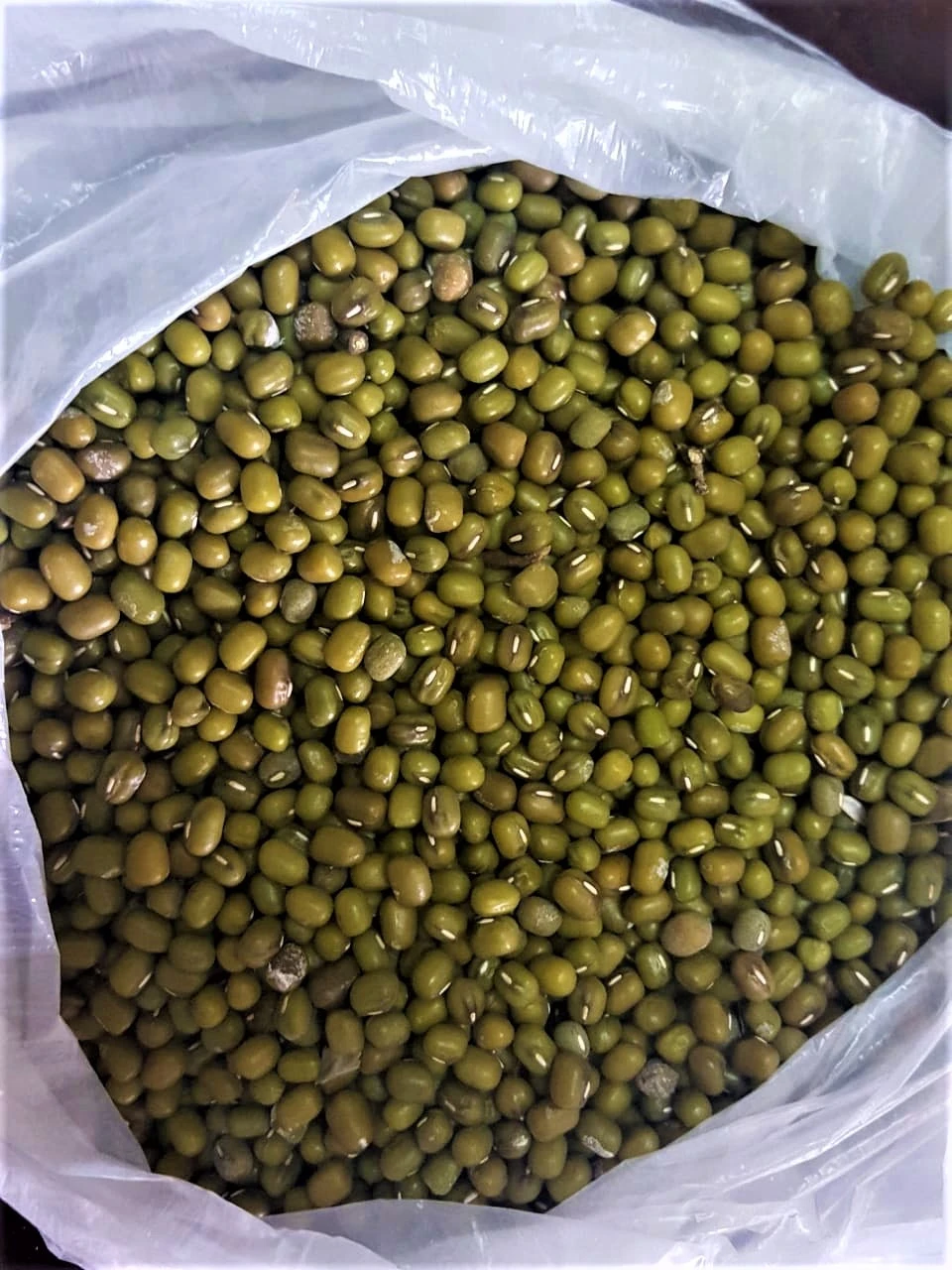 Healthy Exporting Agricultural Vegetables Fresh Green Beans With Good Price From Trung My Company Vietnam