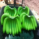 High Quality Fresh Green Cavendish Bananas