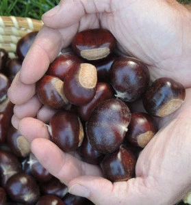 High Quality ready to eat organic roasted peeled chestnut for sale