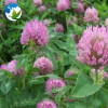 High Sprouting Rate Slpoe Grass Seed Trifolium Pratense T.Prate Nse Linn Red Clover Blossoms Seeds