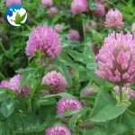 High Sprouting Rate Slpoe Grass Seed Trifolium Pratense T.Prate Nse Linn Red Clover Blossoms Seeds