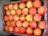 hot selling good quality red fresh gala apples for wholesale