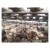 Import Hot selling shiitake mushroom spawn bag dehydrate vegetables from China