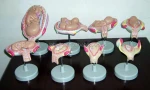 Human Embryo Fetus Anatomical Embryonic Development Model