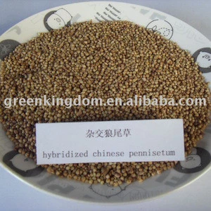 Hybridized Chinese Pennisetum Forage Grass Seed