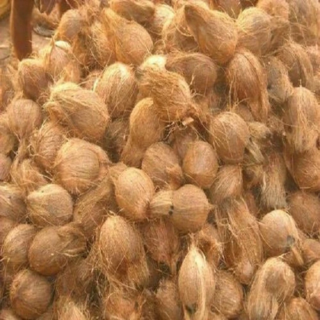 Indian Matured Fresh Organic semi husked coconut