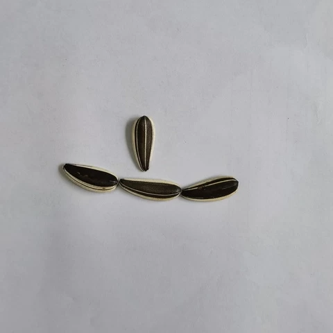 Inner Mongolia high-end quality export sunflower seeds sunflower-seeds