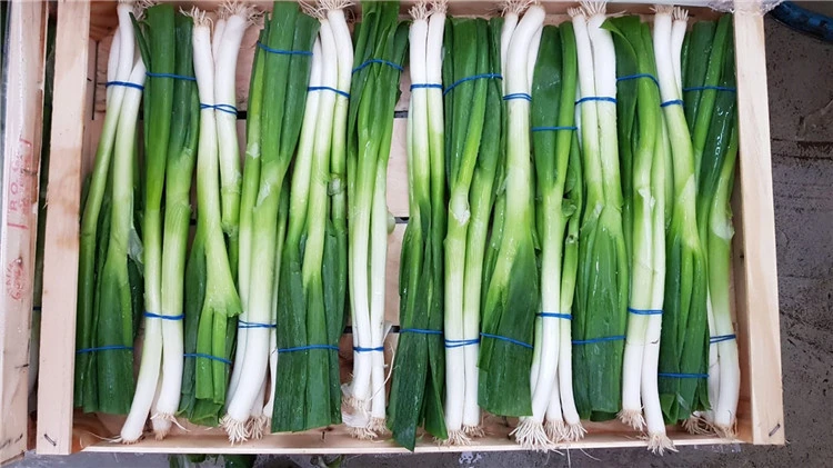 Italian Premium Fresh White Spring Onion, Fresh Vegetables