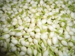 JASMINE FLOWER