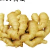 Laiwu factory wholesale good price Chinese fresh ginger
