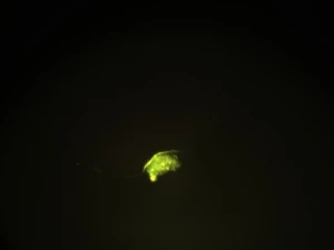 LAO-L3201 Emission Fluorescence Microscope