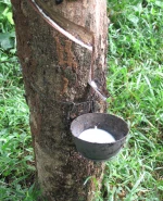 LATEX H.A 60% DRC Natural Latex Rubber