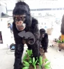 Life Size Animal Model Animatronic Monkey