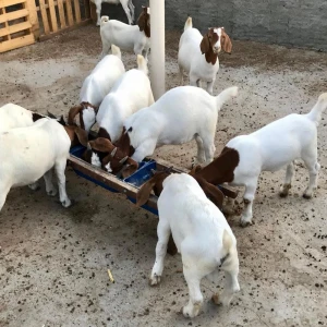 Live Pure Breed Boer Goat
